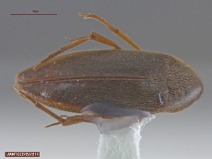  ( - UAM:Ento:307472)  @13 [ ] CreativeCommons  Attribution Non-Commercial No Derivatives (2016) Derek Sikes University of Alaska Museum