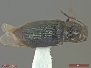  ( - UAM:Ento:333851)  @12 [ ] CreativeCommons  Attribution Non-Commercial No Derivatives (2018) Derek Sikes University of Alaska Museum