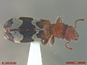  ( - UAM:Ento:344814)  @11 [ ] CreativeCommons  Attribution Non-Commercial No Derivatives (2018) Derek Sikes University of Alaska Museum
