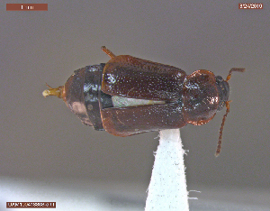  ( - UAM:Ento:347381)  @11 [ ] CreativeCommons  Attribution Non-Commercial No Derivatives (2019) Derek Sikes University of Alaska Museum