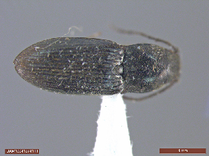  (Fleutiauxellus - UAM:Ento:346087)  @13 [ ] CreativeCommons  Attribution Non-Commercial No Derivatives (2018) Derek Sikes University of Alaska Museum