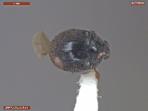  ( - UAM:Ento:367736)  @11 [ ] CreativeCommons  Attribution Non-Commercial No Derivatives (2030) Derek Sikes University of Alaska Museum