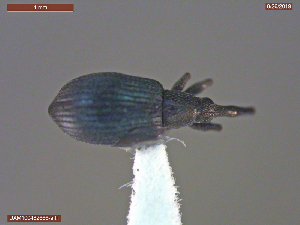  ( - UAM:Ento:387058)  @11 [ ] CreativeCommons  Attribution Non-Commercial No Derivatives (2019) Derek Sikes University of Alaska Museum