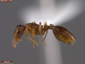  (Leptothorax wilsoni - UAM:Ento:403460)  @11 [ ] CreativeCommons  Attribution Non-Commercial No Derivatives (2024) Derek Sikes University of Alaska Museum