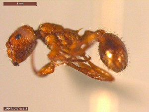  ( - UAM:Ento:403691)  @11 [ ] CreativeCommons  Attribution Non-Commercial No Derivatives (2021) Derek Sikes University of Alaska Museum