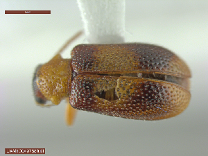  ( - UAM:Ento:447203)  @11 [ ] CreativeCommons  Attribution Non-Commercial No Derivatives (2022) Derek Sikes University of Alaska Museum