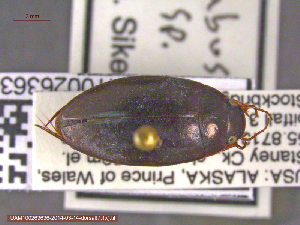  (Agabus tristis - UAM:Ento:140922)  @13 [ ] CreativeCommons - Attribution Non-Commercial No Derivatives (2014) Derek Sikes University of Alaska Museum