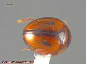 ( - UAM:Ento:140923)  @11 [ ] CreativeCommons - Attribution Non-Commercial No Derivatives (2014) Derek Sikes University of Alaska Museum