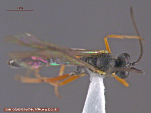  ( - UAM:Ento:145047)  @12 [ ] CreativeCommons - Attribution Non-Commercial No Derivatives (2014) Derek Sikes University of Alaska Museum