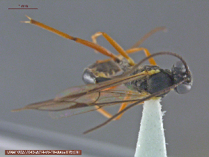 ( - UAM:Ento:154062)  @12 [ ] CreativeCommons - Attribution Non-Commercial No Derivatives (2014) Derek Sikes University of Alaska Museum