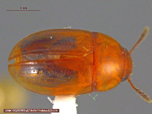  (Leiodes lateritia - UAM:Ento:172879)  @13 [ ] CreativeCommons - Attribution Non-Commercial No Derivatives (2014) Derek Sikes University of Alaska Museum