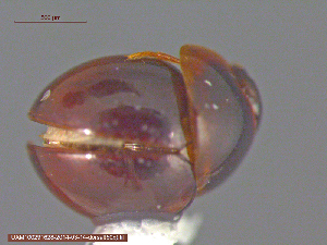  ( - UAM:Ento:181786)  @12 [ ] CreativeCommons - Attribution Non-Commercial No Derivatives (2014) Derek Sikes University of Alaska Museum