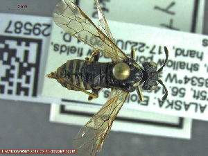  ( - UAM:Ento:231897)  @12 [ ] CreativeCommons - Attribution Non-Commercial No Derivatives (2014) Derek Sikes University of Alaska Museum