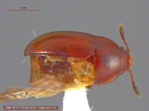  ( - UAM:Ento:229678)  @11 [ ] CreativeCommons - Attribution Non-Commercial No Derivatives (2014) Derek Sikes University of Alaska Museum
