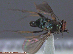  ( - UAM:Ento:233112)  @12 [ ] CreativeCommons - Attribution Non-Commercial No Derivatives (2014) Derek Sikes University of Alaska Museum