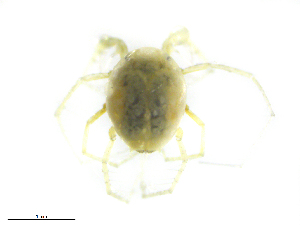  ( - BIOUG19581-F01)  @11 [ ] CreativeCommons - Attribution (2019) CBG Photography Group Centre for Biodiversity Genomics