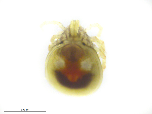  ( - BIOUG19581-G01)  @11 [ ] CreativeCommons - Attribution (2019) CBG Photography Group Centre for Biodiversity Genomics