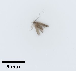  (Ochrotrichia stylata - UCOL_0614)  @11 [ ] CreativeCommons  Attribution Non-Commercial Share-Alike (2024) Unspecified Brigham Young University