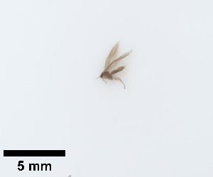  (Ochrotrichia lometa - UCOL_0731)  @11 [ ] CreativeCommons  Attribution Non-Commercial Share-Alike (2023) Unspecified Brigham Young University