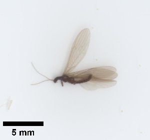  ( - UCOL_1003)  @11 [ ] CreativeCommons  Attribution Non-Commercial Share-Alike (2024) Unspecified Brigham Young University