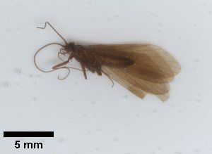  ( - UCOL_1448)  @11 [ ] CreativeCommons  Attribution Non-Commercial Share-Alike (2024) Unspecified Brigham Young University