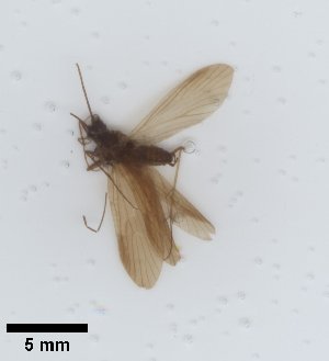  ( - UCOL_1449)  @11 [ ] CreativeCommons  Attribution Non-Commercial Share-Alike (2024) Unspecified Brigham Young University