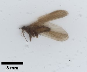  ( - UCOL_1450)  @11 [ ] CreativeCommons  Attribution Non-Commercial Share-Alike (2024) Unspecified Brigham Young University