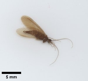  ( - UCOL_1452)  @11 [ ] CreativeCommons  Attribution Non-Commercial Share-Alike (2024) Unspecified Brigham Young University