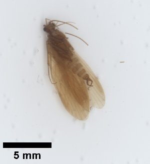  ( - UCOL_1453)  @11 [ ] CreativeCommons  Attribution Non-Commercial Share-Alike (2024) Unspecified Brigham Young University