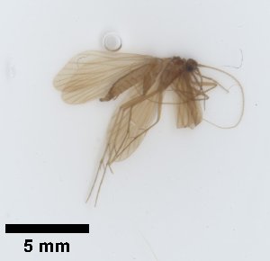  ( - UCOL_1458)  @11 [ ] CreativeCommons  Attribution Non-Commercial Share-Alike (2024) Unspecified Brigham Young University