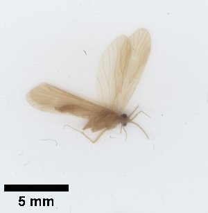  ( - UCOL_1459)  @11 [ ] CreativeCommons  Attribution Non-Commercial Share-Alike (2024) Unspecified Brigham Young University