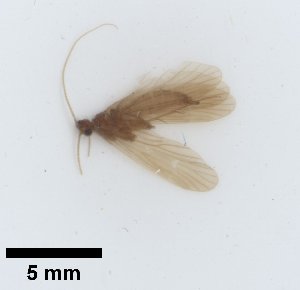  ( - UCOL_1460)  @11 [ ] CreativeCommons  Attribution Non-Commercial Share-Alike (2024) Unspecified Brigham Young University