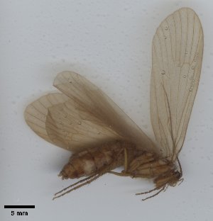  ( - UCOL_1504)  @11 [ ] CreativeCommons  Attribution Non-Commercial Share-Alike (2024) Unspecified Brigham Young University