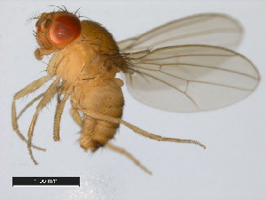  (Drosophila teissieri - 14021-0257.00)  @11 [ ] Copyright (2011) CBG Photography Group Centre for Biodiversity Genomics