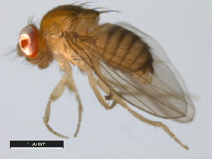  (Drosophila teissieri - 14021-0257.01)  @11 [ ] Copyright (2011) CBG Photography Group Centre for Biodiversity Genomics
