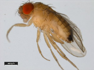  (Drosophila yakuba - 14021-0261.00)  @11 [ ] Copyright (2011) CBG Photography Group Centre for Biodiversity Genomics
