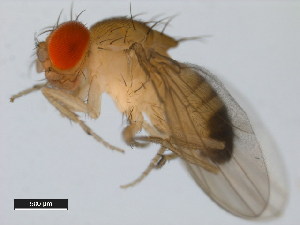  (Drosophila yakuba - 14021-0261.01)  @11 [ ] Copyright (2011) CBG Photography Group Centre for Biodiversity Genomics
