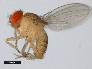  (Drosophila santomea - 14021-0271.01)  @11 [ ] Copyright (2011) CBG Photography Group Centre for Biodiversity Genomics