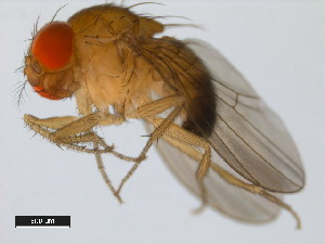  (Drosophila lutescens - 14022-0271.01)  @11 [ ] Copyright (2011) CBG Photography Group Centre for Biodiversity Genomics