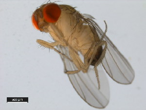  (Drosophila pseudotakahashii - 14022-0301.01)  @11 [ ] Copyright (2011) CBG Photography Group Centre for Biodiversity Genomics