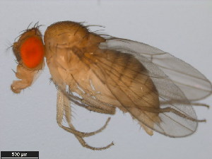  (Drosophila biarmipes - 14023-0361.03)  @11 [ ] Copyright (2011) CBG Photography Group Centre for Biodiversity Genomics