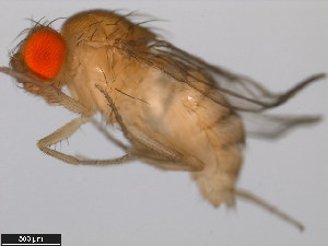  (Drosophila biarmipes - 14023-0361.09)  @11 [ ] Copyright (2011) CBG Photography Group Centre for Biodiversity Genomics