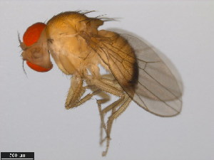 (Drosophila mimetica - 14023-0381.01)  @11 [ ] Copyright (2011) CBG Photography Group Centre for Biodiversity Genomics
