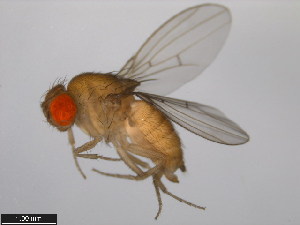  (Drosophila subpulchrella - 14023-0401.00)  @11 [ ] Copyright (2011) CBG Photography Group Centre for Biodiversity Genomics