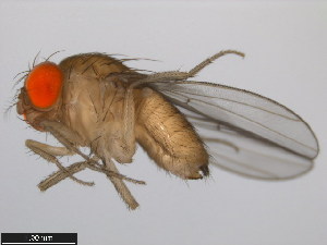  (Drosophila subpulchrella - 14023-0401.01)  @11 [ ] Copyright (2011) CBG Photography Group Centre for Biodiversity Genomics