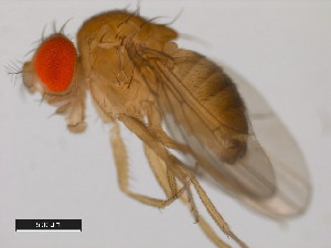  (Drosophila malerkotliana - 14024-0391.02)  @11 [ ] Copyright (2011) CBG Photography Group Centre for Biodiversity Genomics