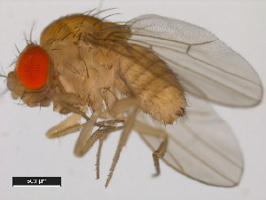  (Drosophila malerkotliana - 14024-0392.00)  @11 [ ] Copyright (2011) CBG Photography Group Centre for Biodiversity Genomics