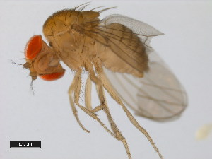  (Drosophila parabipectinata - 14024-0401.04)  @11 [ ] Copyright (2011) CBG Photography Group Centre for Biodiversity Genomics