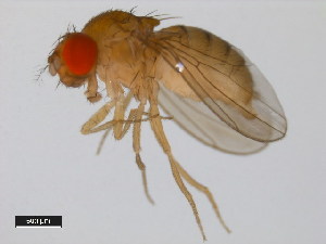  (Drosophila pseudoananassae - 14024-0411.00)  @11 [ ] Copyright (2011) CBG Photography Group Centre for Biodiversity Genomics