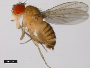  (Drosophila ercepeae - 14024-0432.00)  @11 [ ] Copyright (2011) CBG Photography Group Centre for Biodiversity Genomics